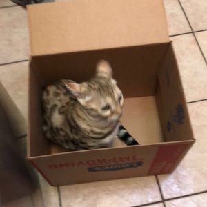 Meet your Posher, Adam